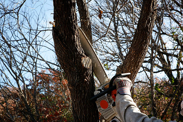 Best Hedge Trimming  in Palm Beach Shores, FL